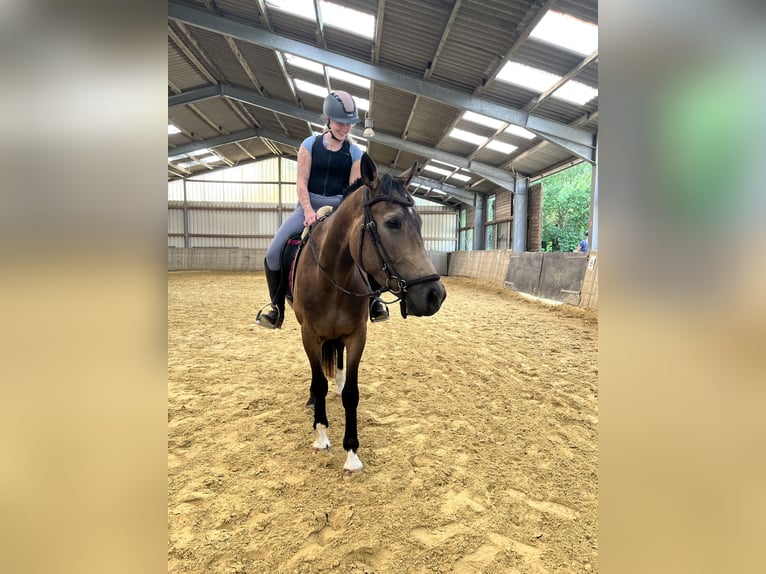 Weitere Warmblüter Wallach 4 Jahre 167 cm Buckskin in Hattingen