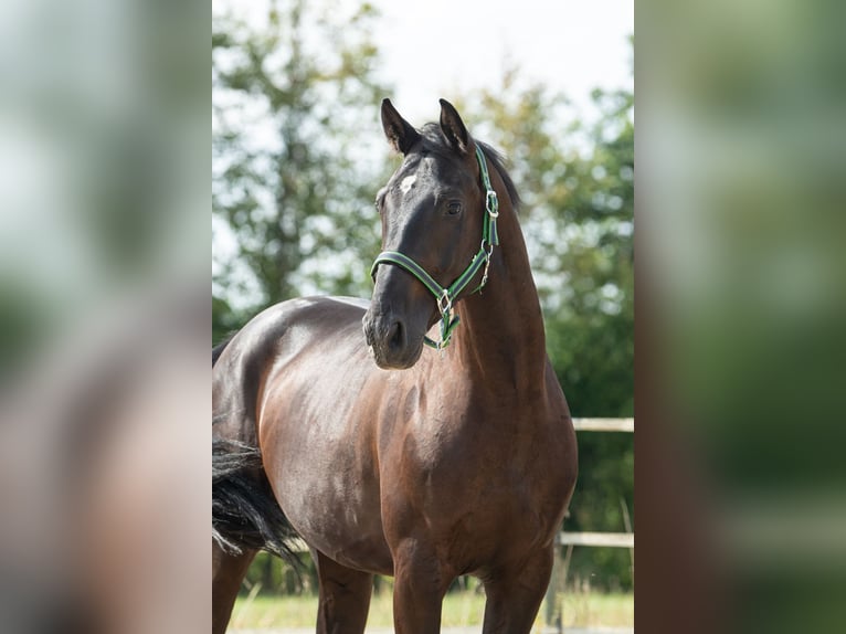 Weitere Warmblüter Wallach 4 Jahre 167 cm Rappe in St. Marein bei Graz
