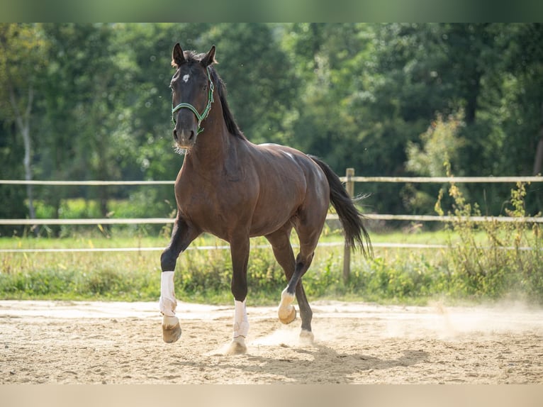 Weitere Warmblüter Wallach 4 Jahre 167 cm Rappe in St. Marein bei Graz