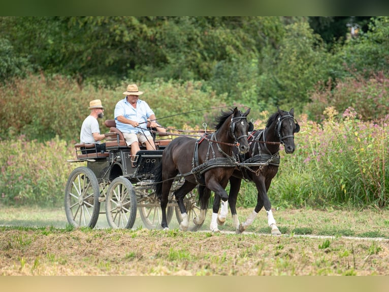 Weitere Warmblüter Wallach 4 Jahre 167 cm Rappe in St. Marein bei Graz