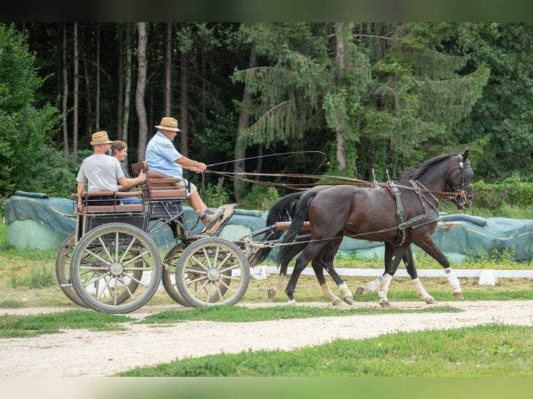 Weitere Warmblüter Wallach 4 Jahre 167 cm Rappe in St. Marein bei Graz