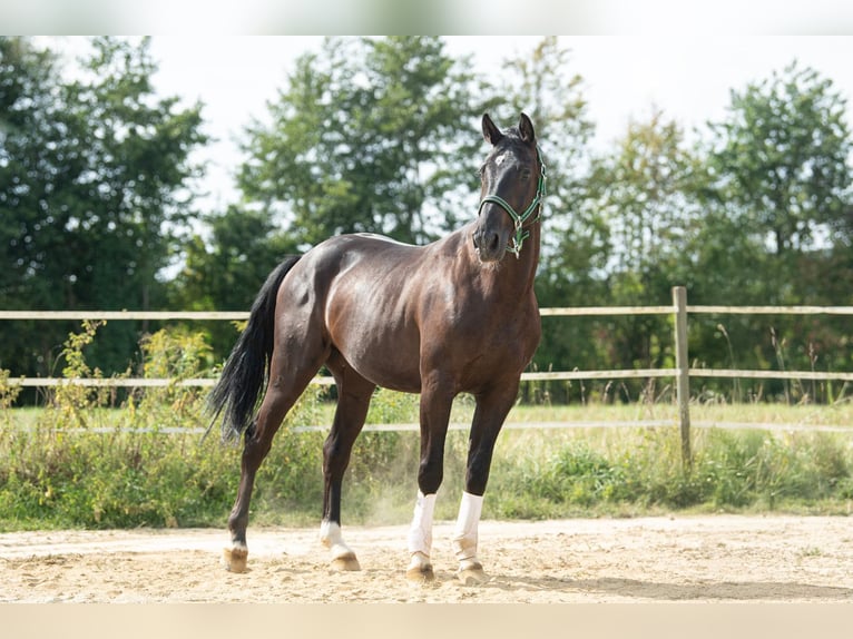Weitere Warmblüter Wallach 4 Jahre 167 cm Rappe in St. Marein bei Graz