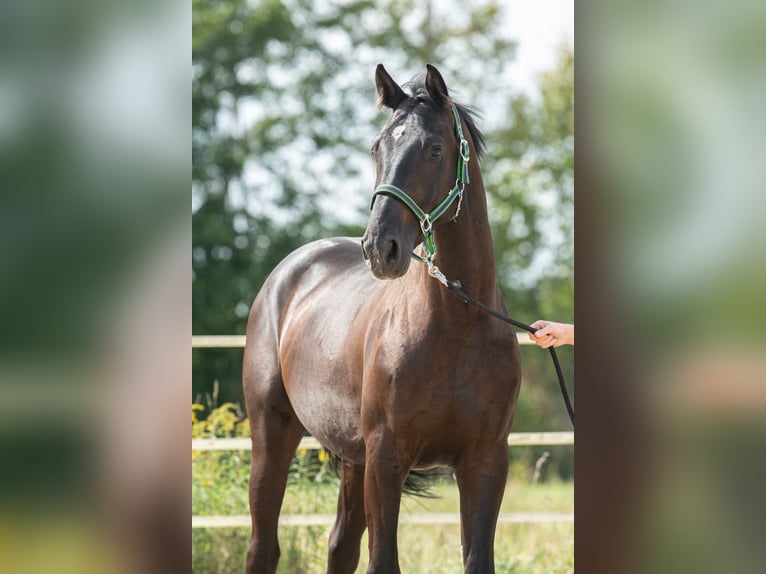 Weitere Warmblüter Wallach 4 Jahre 167 cm Rappe in St. Marein bei Graz