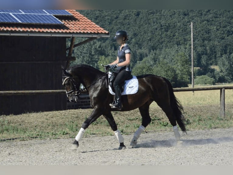 Weitere Warmblüter Wallach 4 Jahre 167 cm Schwarzbrauner in Wellheim