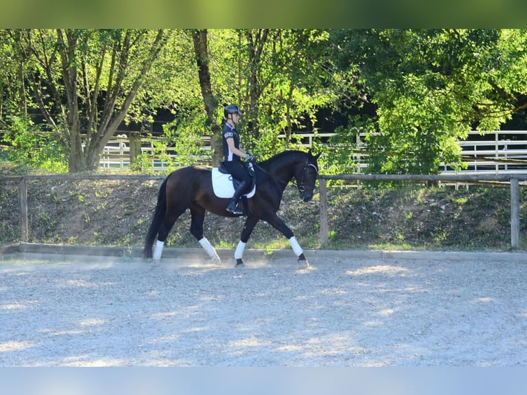 Weitere Warmblüter Wallach 4 Jahre 167 cm Schwarzbrauner in Wellheim