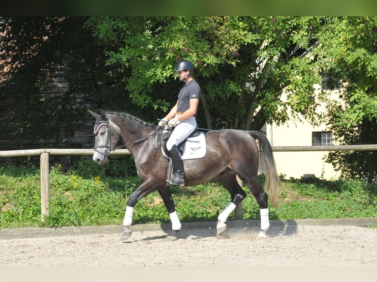 Weitere Warmblüter Wallach 4 Jahre 168 cm Blauschimmel in Wellheim