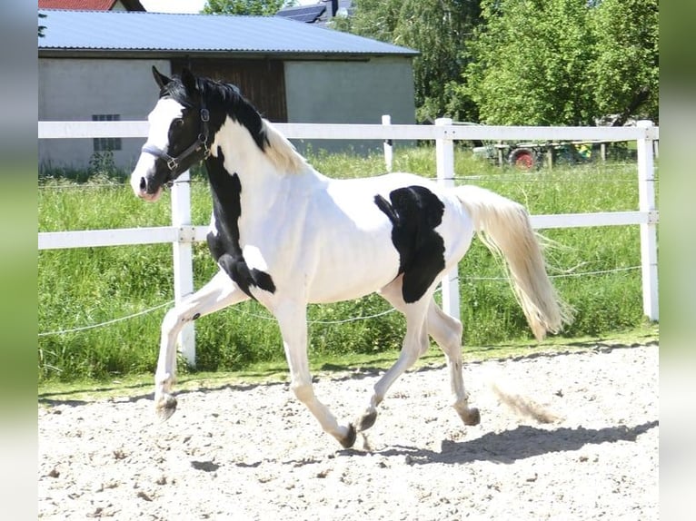 Weitere Warmblüter Wallach 4 Jahre 168 cm Schecke in Borgentreich