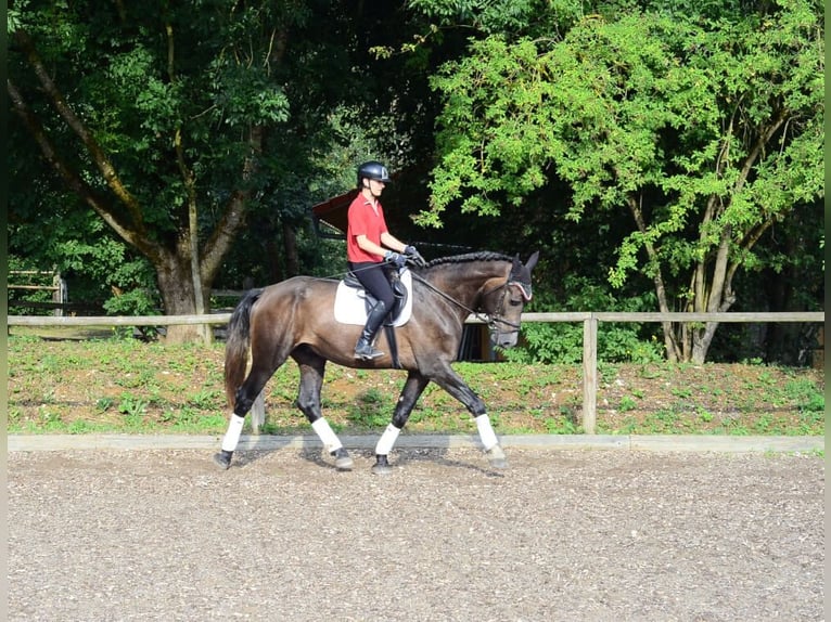 Weitere Warmblüter Wallach 4 Jahre 168 cm Schimmel in Wellheim