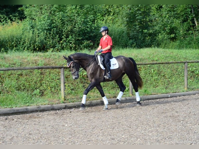Weitere Warmblüter Wallach 4 Jahre 168 cm Schimmel in Wellheim