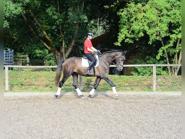 Weitere Warmblüter Wallach 4 Jahre 168 cm Schimmel in Wellheim