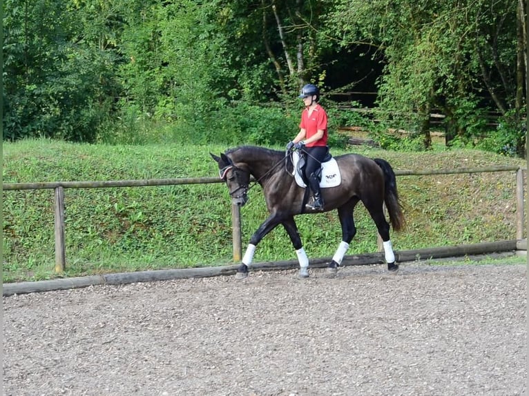 Weitere Warmblüter Wallach 4 Jahre 168 cm Schimmel in Wellheim