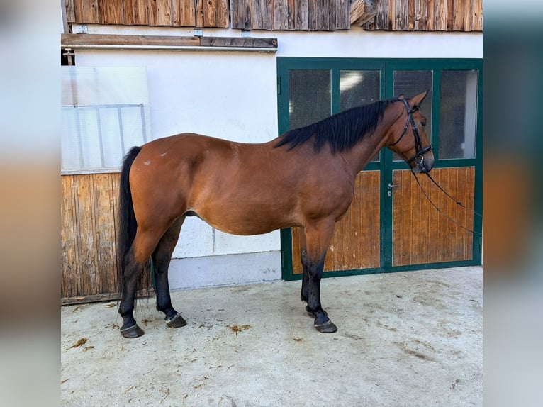 Weitere Warmblüter Wallach 4 Jahre 170 cm Brauner in Weißenbach