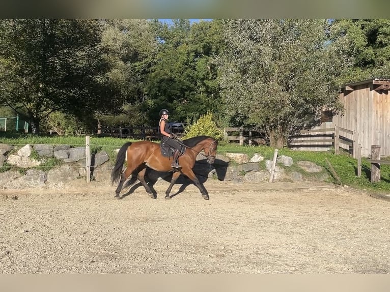 Weitere Warmblüter Wallach 4 Jahre 170 cm Brauner in Weißenbach