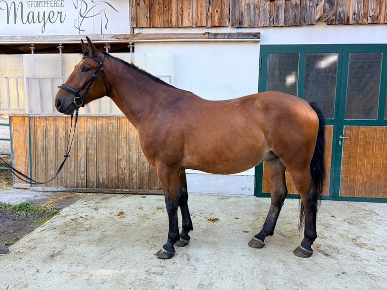 Weitere Warmblüter Wallach 4 Jahre 170 cm Brauner in Weißenbach