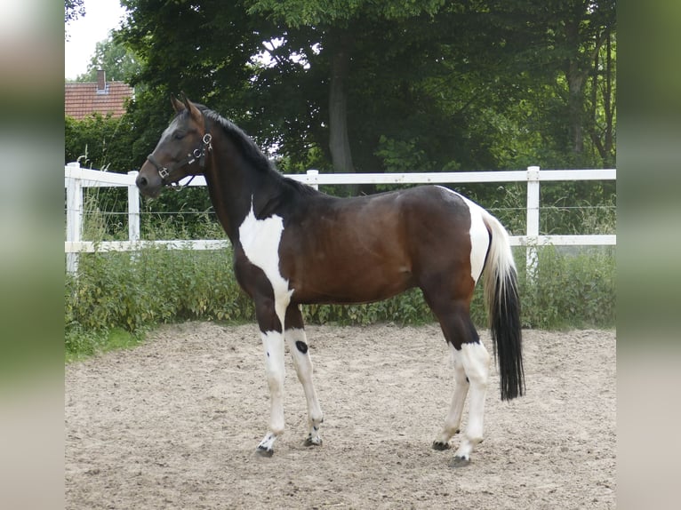 Weitere Warmblüter Wallach 4 Jahre 172 cm Schecke in Borgentreich
