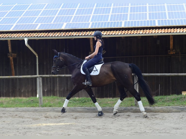 Weitere Warmblüter Wallach 4 Jahre 172 cm Schwarzbrauner in Wellheim
