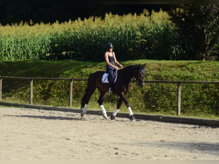 Weitere Warmblüter Wallach 4 Jahre 172 cm Schwarzbrauner in Wellheim