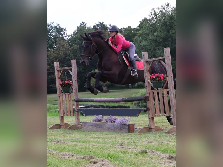 Weitere Warmblüter Wallach 4 Jahre 175 cm Rappe in Howell