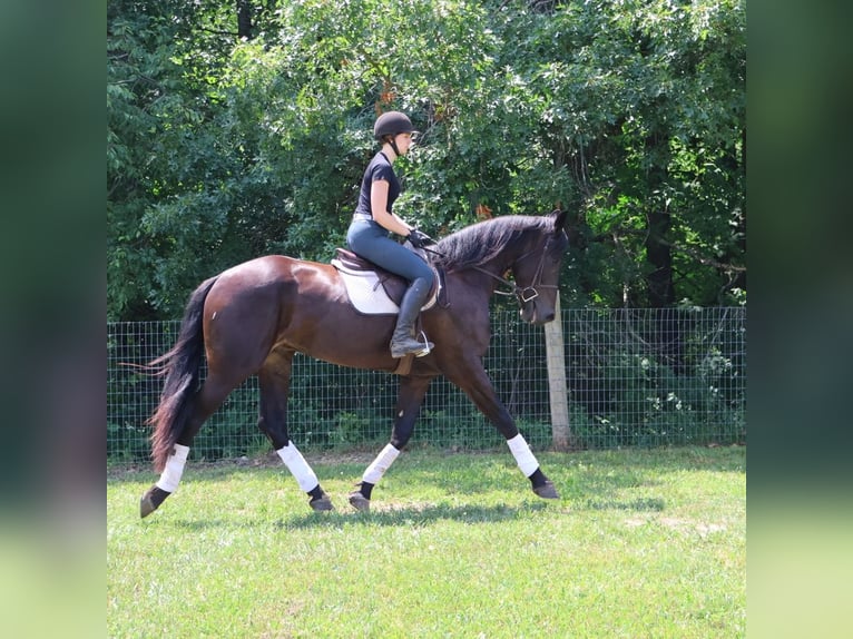 Weitere Warmblüter Wallach 4 Jahre 175 cm Rappe in Howell