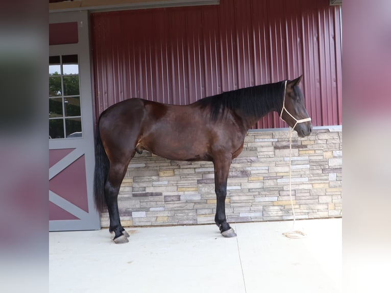 Weitere Warmblüter Wallach 4 Jahre 175 cm Rappe in Howell