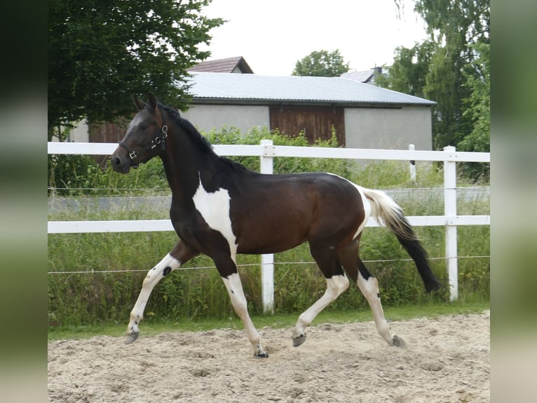Weitere Warmblüter Wallach 4 Jahre 175 cm Schecke in Borgentreich