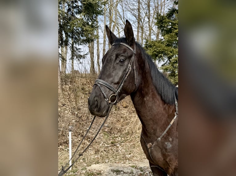 Weitere Warmblüter Wallach 4 Jahre 178 cm Rappe in Pelmberg