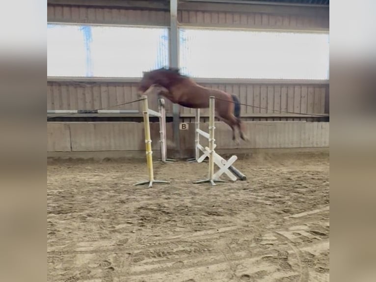 Weitere Warmblüter Wallach 4 Jahre  in Stainz