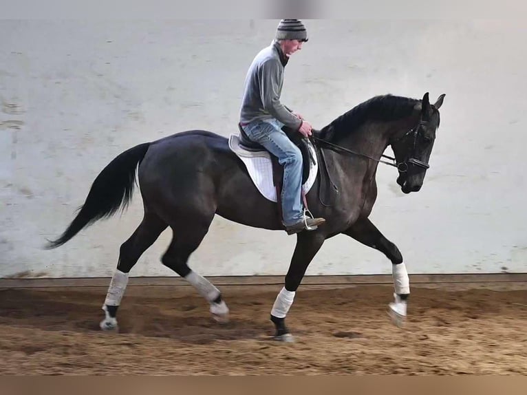 Weitere Warmblüter Wallach 4 Jahre Rappe in Sturgis MI