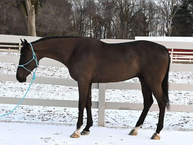 Weitere Warmblüter Wallach 4 Jahre Rappe in Sturgis MI