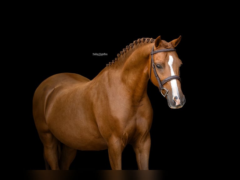 Weitere Warmblüter Wallach 5 Jahre 127 cm Fuchs in Oost West en Middelbeers