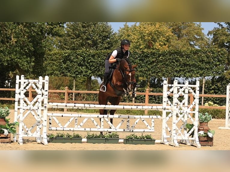 Weitere Warmblüter Wallach 5 Jahre 148 cm Dunkelbrauner in Oost West en Middelbeers