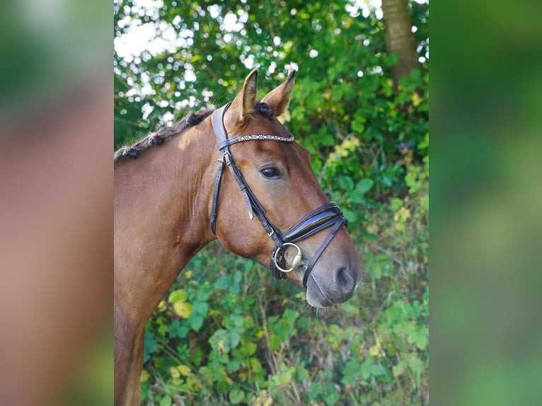 Weitere Warmblüter Wallach 5 Jahre 150 cm Schecke in Buchholz in der Nordheide