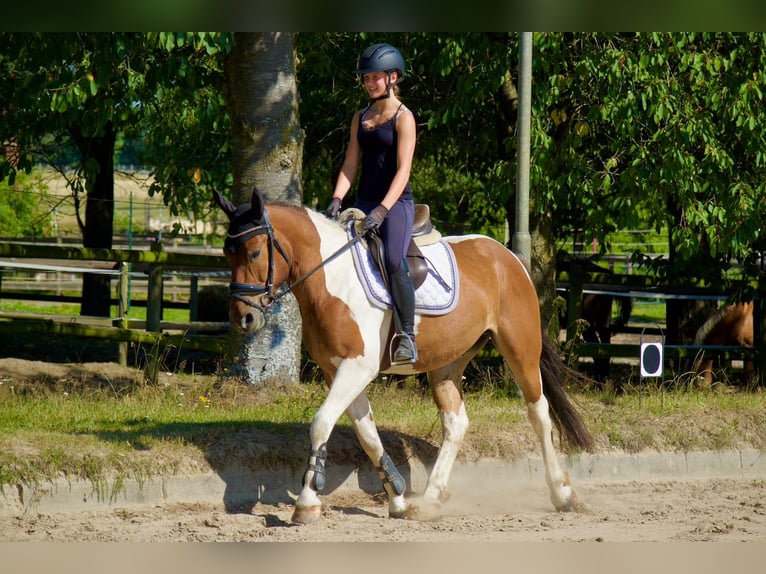 Weitere Warmblüter Wallach 5 Jahre 150 cm Schecke in Buchholz in der Nordheide