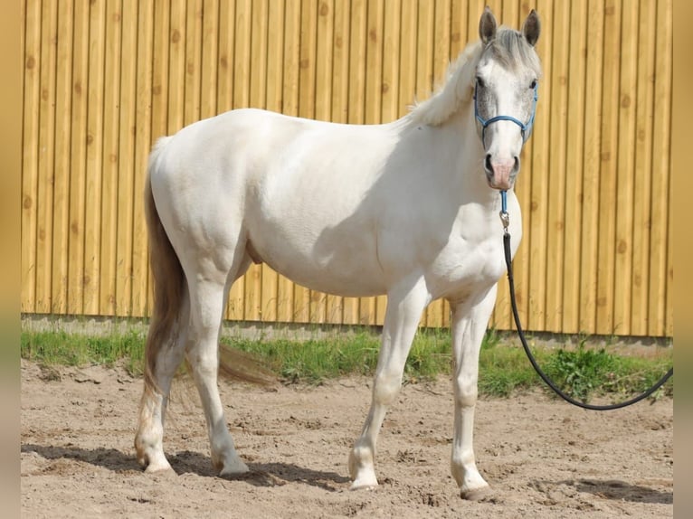 Weitere Warmblüter Mix Wallach 5 Jahre 150 cm Schimmel in Berlin