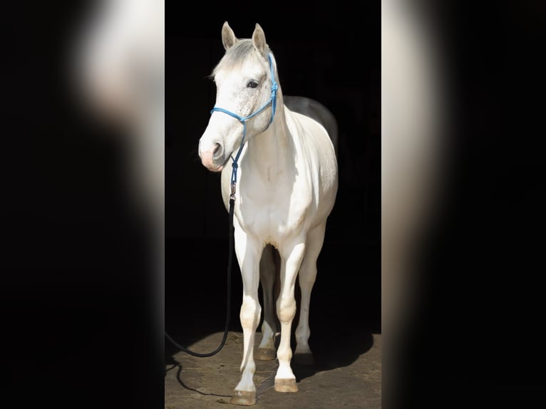 Weitere Warmblüter Mix Wallach 5 Jahre 150 cm Schimmel in Berlin