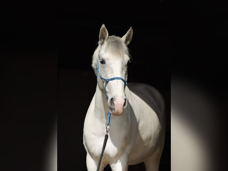 Weitere Warmblüter Mix Wallach 5 Jahre 150 cm Schimmel in Berlin