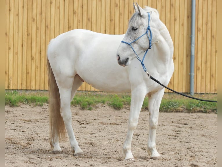 Weitere Warmblüter Mix Wallach 5 Jahre 150 cm Schimmel in Berlin