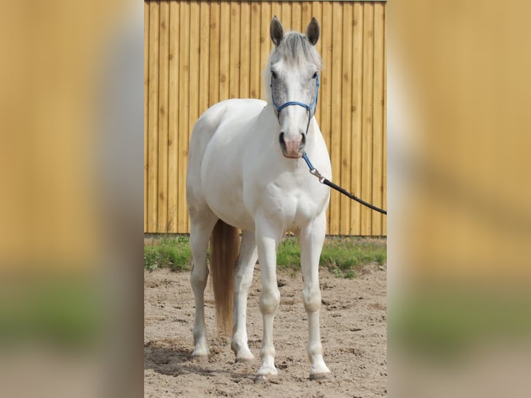 Weitere Warmblüter Mix Wallach 5 Jahre 150 cm Schimmel in Berlin
