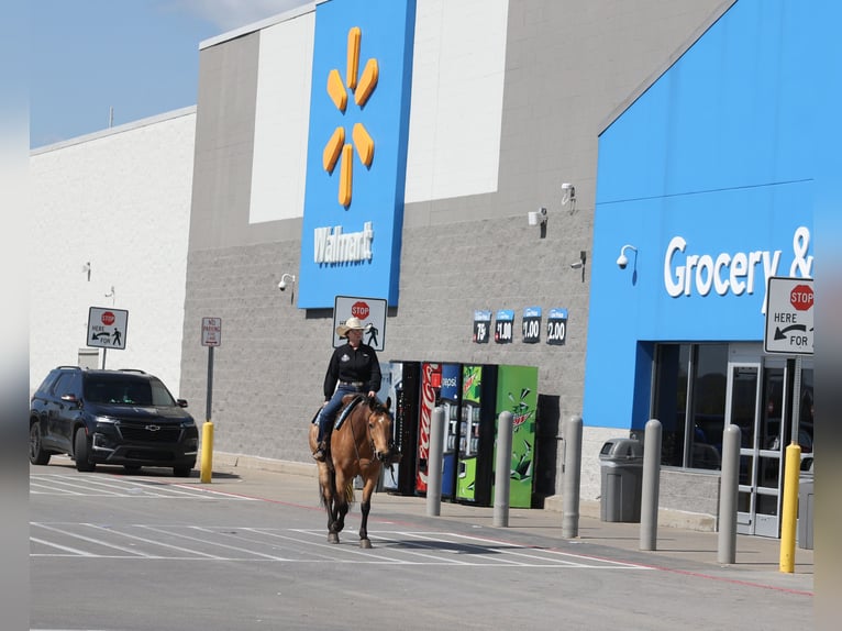 Weitere Warmblüter Wallach 5 Jahre 152 cm Buckskin in Mount Vernon