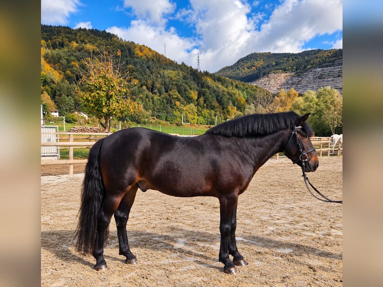 Weitere Warmblüter Wallach 5 Jahre 153 cm Dunkelbrauner in Gummern