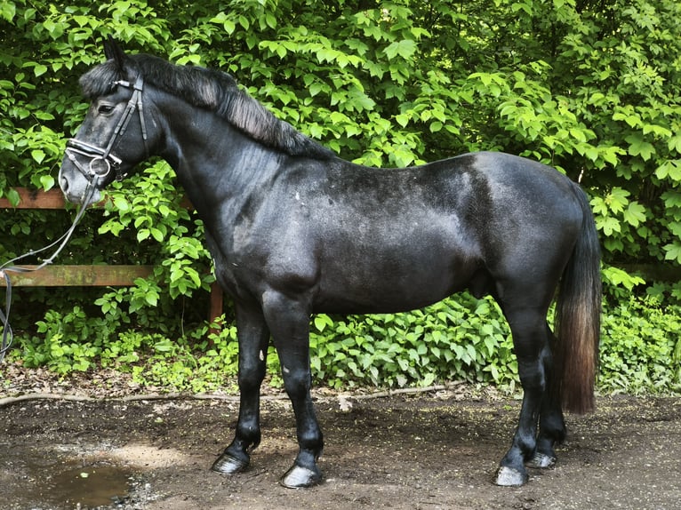 Weitere Warmblüter Wallach 5 Jahre 155 cm Rappschimmel in Braunschweig