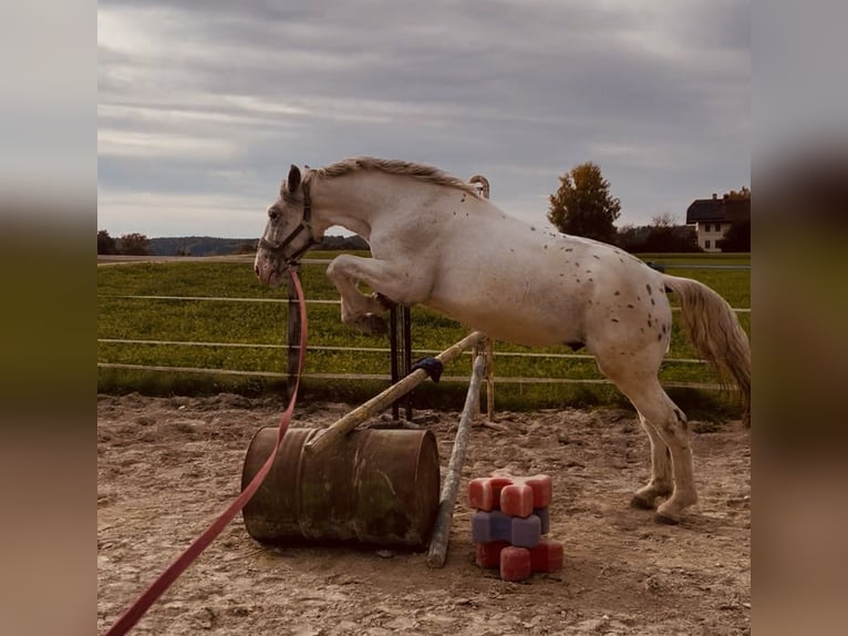 Weitere Warmblüter Wallach 5 Jahre 155 cm Rotschimmel in Uttendorf