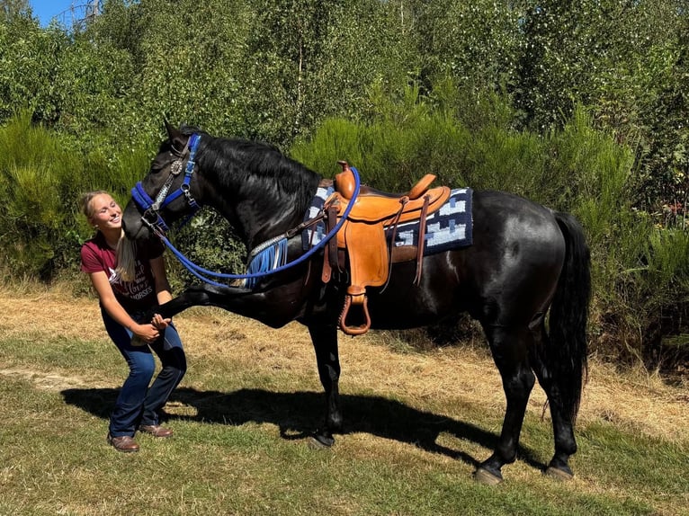 Weitere Warmblüter Wallach 5 Jahre 156 cm Rappe in Linkenbach