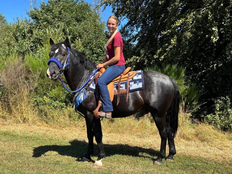 Weitere Warmblüter Wallach 5 Jahre 156 cm Rappe in Linkenbach