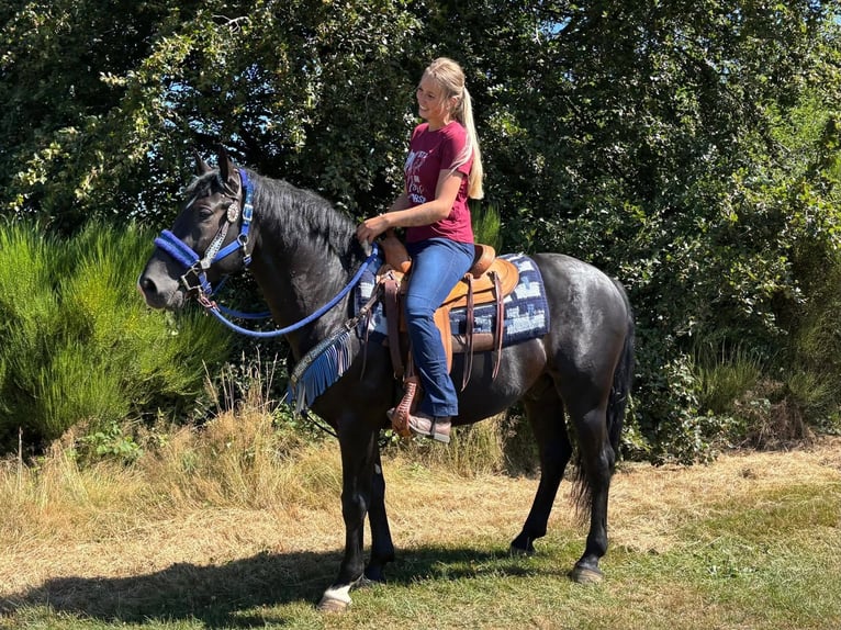 Weitere Warmblüter Wallach 5 Jahre 156 cm Rappe in Linkenbach