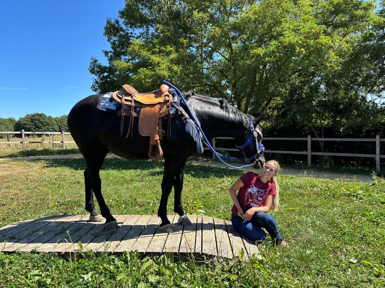 Weitere Warmblüter Wallach 5 Jahre 156 cm Rappe in Linkenbach