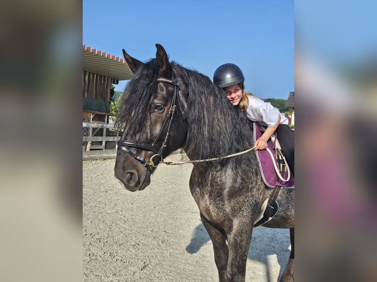 Weitere Warmblüter Mix Wallach 5 Jahre 158 cm Tigerschecke in Kressbronn am Bodensee