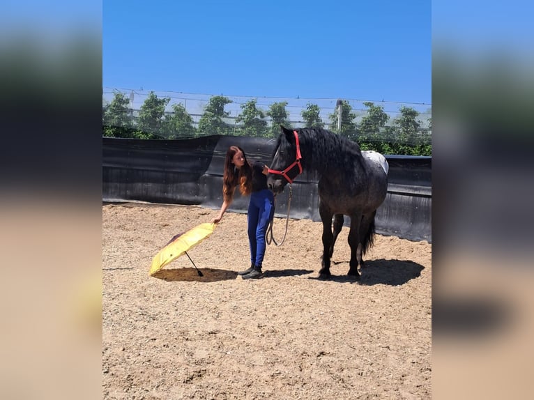 Weitere Warmblüter Mix Wallach 5 Jahre 158 cm Tigerschecke in Kressbronn am Bodensee
