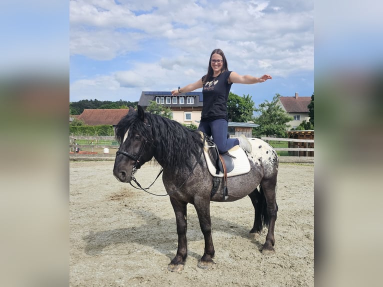 Weitere Warmblüter Mix Wallach 5 Jahre 158 cm Tigerschecke in Kressbronn am Bodensee