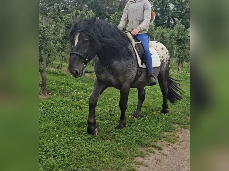 Weitere Warmblüter Mix Wallach 5 Jahre 158 cm Tigerschecke in Kressbronn am Bodensee
